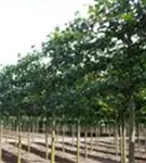 Kaiserlinde 'Pallida' - Tilia europaea 'Pallida' - Formgehölze