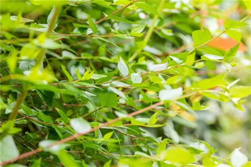 Großblütige Abelie - Abelia grandiflora - Ziergehölze