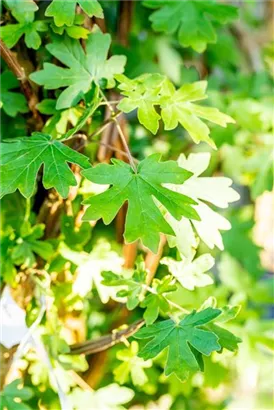 Feldahorn - Acer campestre - Heckenelemente