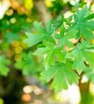 Feldahorn - Acer campestre - Heckenelemente