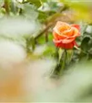 Strauchrose - Rosa 'La Passionata'