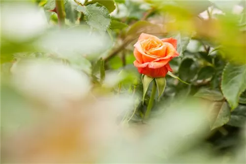 Strauchrose - Rosa 'La Passionata'