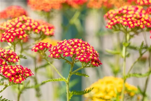 Garten-Schaf-Garbe - Achillea millefolium 'Paprika'