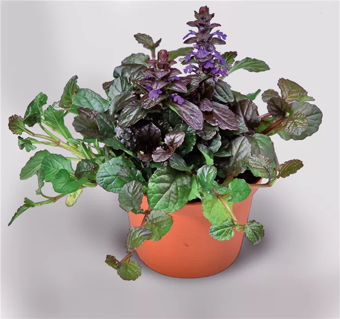 Ajuga reptans 'Braunherz', Rotblttriger Garten-Gnsel - Semper Verde  Pflanzenzentrum Ullmer GbR