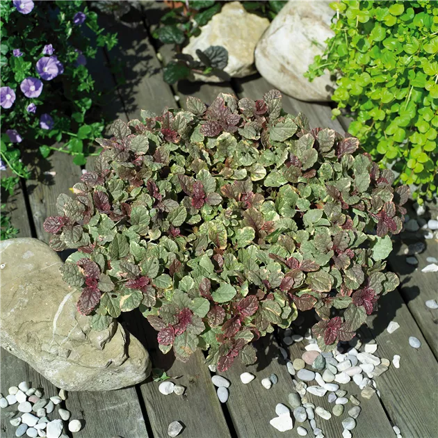 kirschlorbeer kaufen hagebaumarkt Kirschlorbeer Rotundifolia 150-175 cm Hhe Ballenware