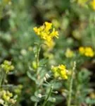 Wulfens Steinkraut - Alyssum wulfenianum