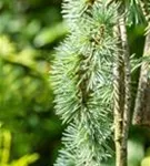Hängende Blauzeder - Cedrus atlantica 'Glauca Pendula'