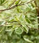Weißbunter Hartriegel - Cornus alba 'Elegantissima'