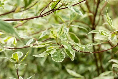 Weißbunter Hartriegel - Cornus alba 'Elegantissima'