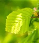 Waldhasel - Corylus avellana