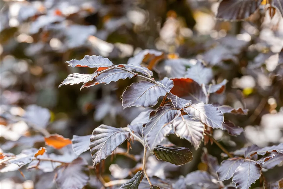 hedera helix grn Tipps zur Pflege deiner Pflanze : Hedera Helix Wonder  PflanzenFuerAlle