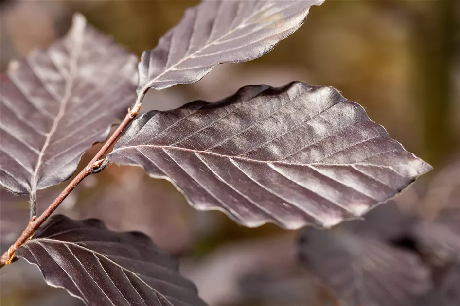 Fagus sylvatica 'Purpurea' - Formgehlze, Blutbuche - Semper Verde  Pflanzenzentrum Ullmer GbR
