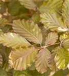 Blutbuche - Fagus sylvatica 'Purpurea' - Formgehölze