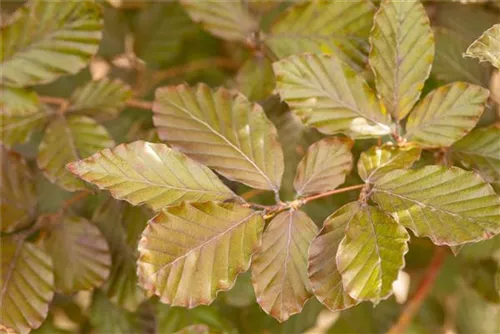 Blutbuche - Fagus sylvatica 'Purpurea' - Formgehölze