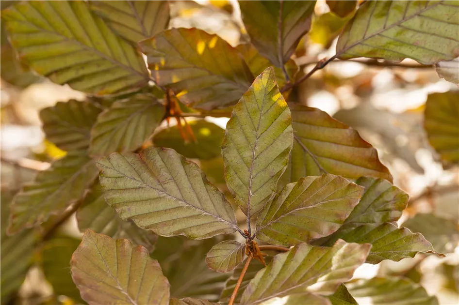 Fagus sylvatica purpurea, Blutbuche-Smling - Semper Verde Pflanzenzentrum  Ullmer GbR