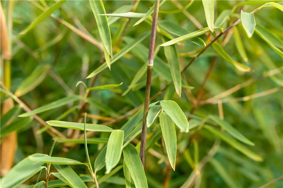 kentia palme vertrocknet XXL Kentia Palme liefern lassen  Green Me Up
