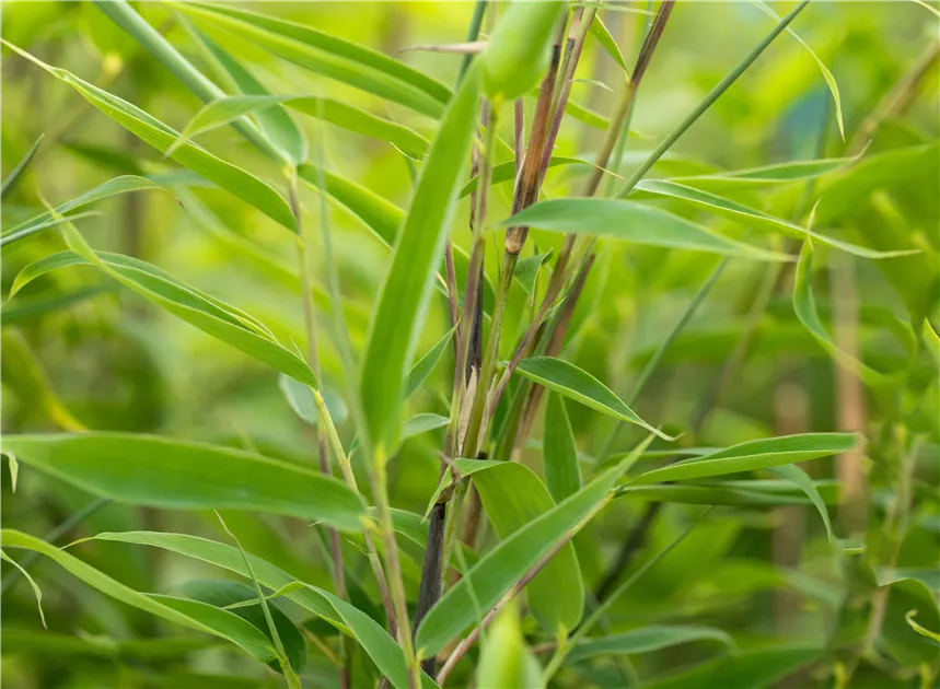 Fargesia 'Maasai' - Semper Verde Pflanzenzentrum Ullmer GbR