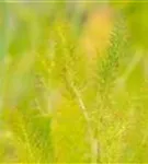 Gewöhnlicher Fenchel - Foeniculum vulgare
