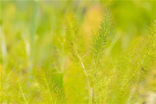 Gewöhnlicher Fenchel - Foeniculum vulgare
