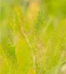 Gewöhnlicher Fenchel - Foeniculum vulgare