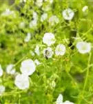 Brauner Garten-Storchschnabel - Geranium phaeum 'Album'