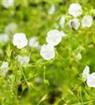 Brauner Garten-Storchschnabel - Geranium phaeum 'Album'