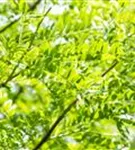 Lederhülsenbaum 'Skyline' - Gleditsia triacanthos 'Skyline' - Baum