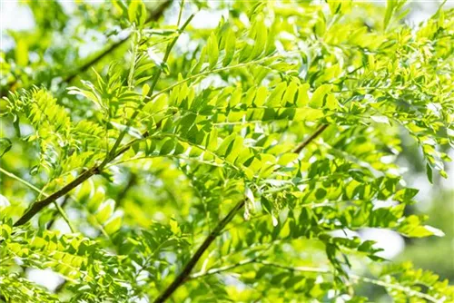 Lederhülsenbaum 'Skyline' - Gleditsia triacanthos 'Skyline' - Baum