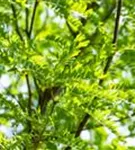 Lederhülsenbaum 'Skyline' - Gleditsia triacanthos 'Skyline' - Baum