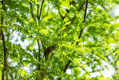 Lederhülsenbaum 'Skyline' - Gleditsia triacanthos 'Skyline' - Baum