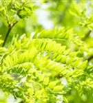 Lederhülsenbaum 'Skyline' - Gleditsia triacanthos 'Skyline' - Baum