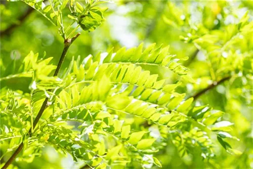 Lederhülsenbaum 'Skyline' - Gleditsia triacanthos 'Skyline' - Baum