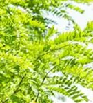 Lederhülsenbaum 'Skyline' - Gleditsia triacanthos 'Skyline' - Baum