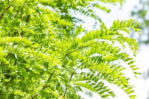 Lederhülsenbaum 'Skyline' - Gleditsia triacanthos 'Skyline' - Baum
