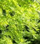 Lederhülsenbaum 'Skyline' - Gleditsia triacanthos 'Skyline' - Baum