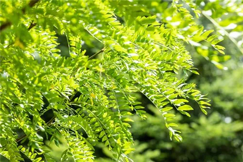 Lederhülsenbaum 'Skyline' - Gleditsia triacanthos 'Skyline' - Baum