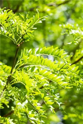 Lederhülsenbaum 'Skyline' - Gleditsia triacanthos 'Skyline' - Baum