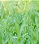 Kriechendes Schleierkraut - Gypsophila repens