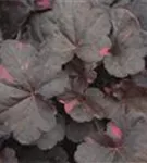 Garten-Silberglöckchen - Heuchera micrantha 'Midnight Rose' -R-