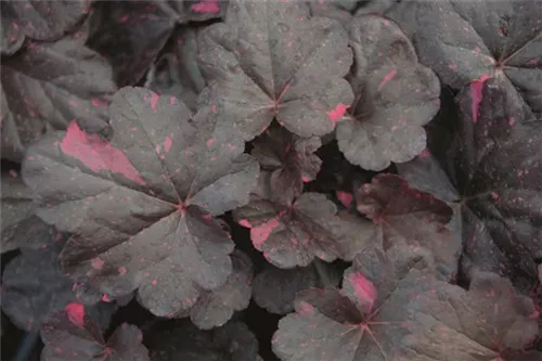 Garten-Silberglöckchen - Heuchera micrantha 'Midnight Rose' -R-