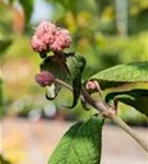 Fellhortensie 'Macrophylla' - Hydrangea aspera 'Macrophylla' - Formgehölze