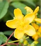 Großblumiges Johanniskraut 'Hidcote' - Hypericum 'Hidcote'