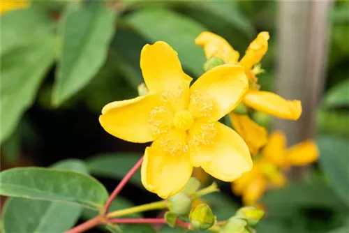Großblumiges Johanniskraut 'Hidcote' - Hypericum 'Hidcote'