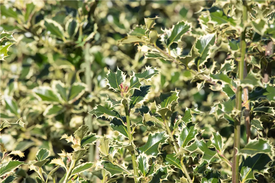 Ilex aquif.'Argentea Marginata', Weibunte Stechpalme 'Argentea Marginata'  - Semper Verde Pflanzenzentrum Ullmer GbR