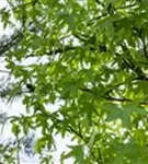 Amberbaum 'Worplesdon' - Liquidambar styraciflua 'Worplesdon' - Baum
