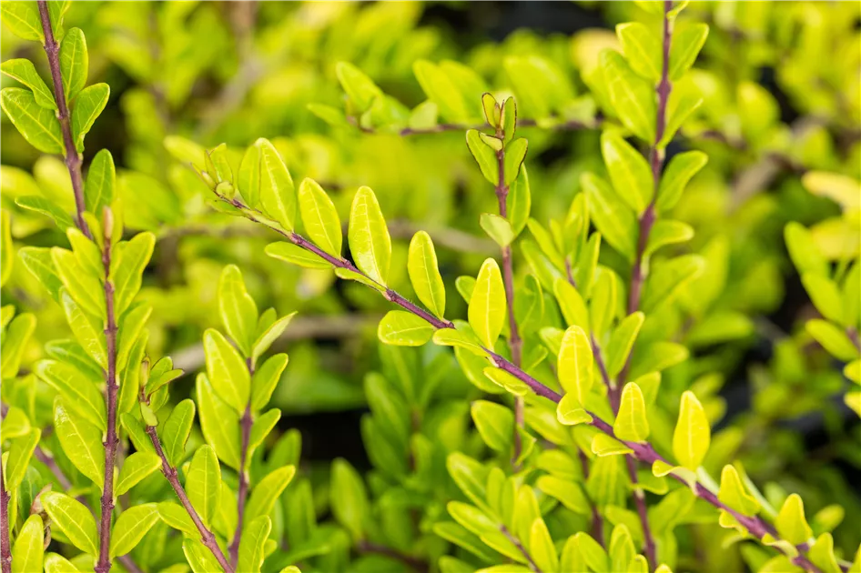 Lonicera pileata, Bschungsmyrte - Semper Verde Pflanzenzentrum Ullmer GbR