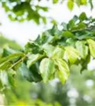 Eisenbaum - Parrotia persica - Formgehölze