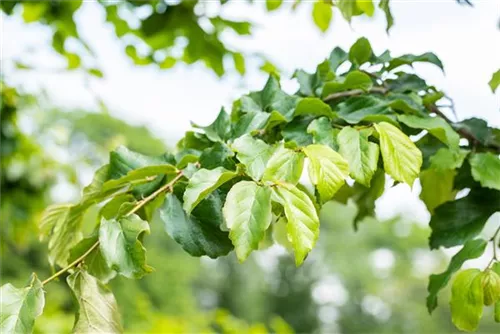 Eisenbaum - Parrotia persica - Formgehölze