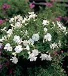 Garten-Teppich-Flammenblume - Phlox douglasii 'White Admiral'