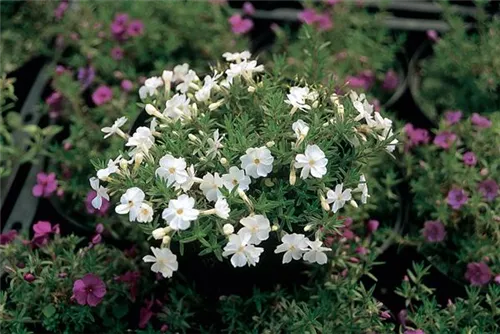 Garten-Teppich-Flammenblume - Phlox douglasii 'White Admiral'